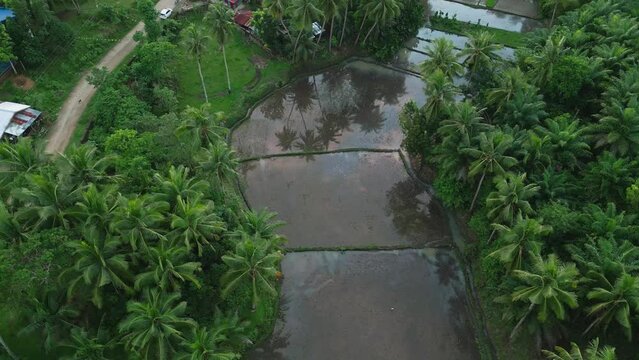 Aerial view of small rice fields near tropical forest and dirt road aside