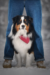 Portrait of tricolor aussie dog