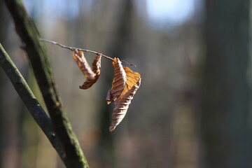 butterfly on a leaf