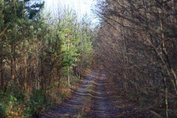 Obraz premium path in the woods