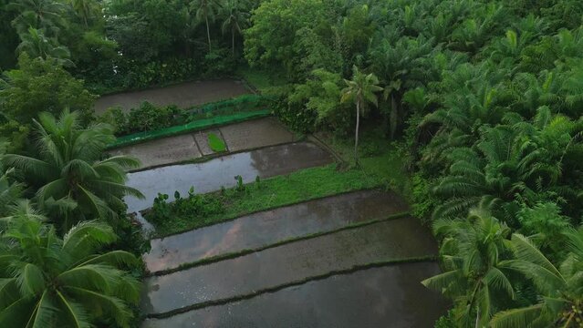 Flying above palm trees over small rice field segments near forest, Philippines