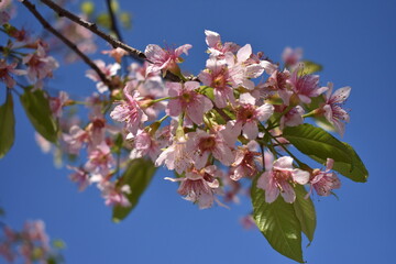 冬に咲く満開のヒマラヤ桜