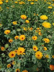 Obraz premium yellow flowers in the garden