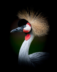Eastern crowned crane with vibrant red eyes and exquisite plumage