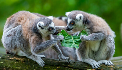 Ringtailed lemurs feeding on foliage from tree branch