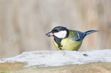 Parus major aka great tit is searching for food. Seed in her beak. Common bird in Czech republic nature. Winter bird feeding.	
