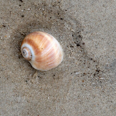 shell on the beach