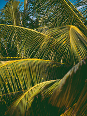 Naklejka premium palm tree leaves