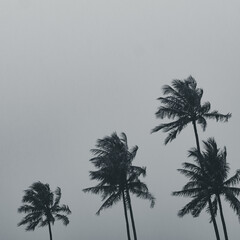 palm tree silhouette