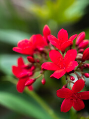 red and white flower