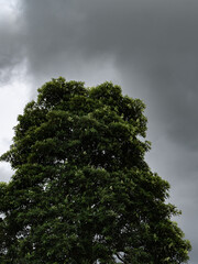 tree and sky