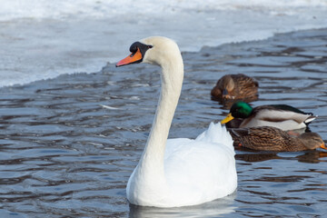 Mute swan in a pond in winter.