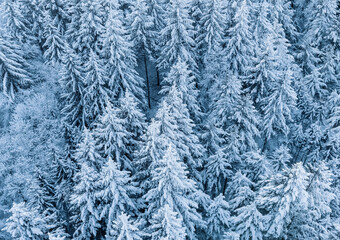 Aerial view of fresh snow covered forest