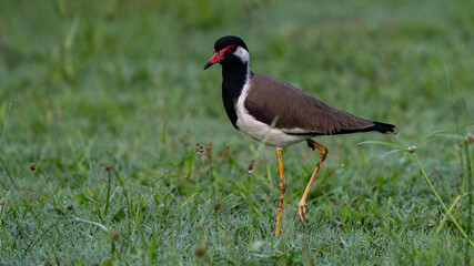 Wild bird standing gracefully on a lush green grassy field, adding a touch of natural beauty