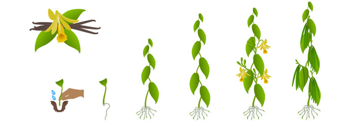 Cycle of growth of vanilla planifolia plant on a white background.
