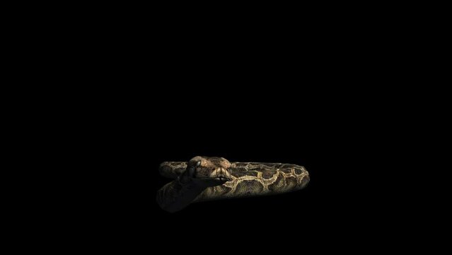 A snake python crawling on black background with alpha channel included at the end of the video, 3D animation, front view, animated animals, seamless loop animation