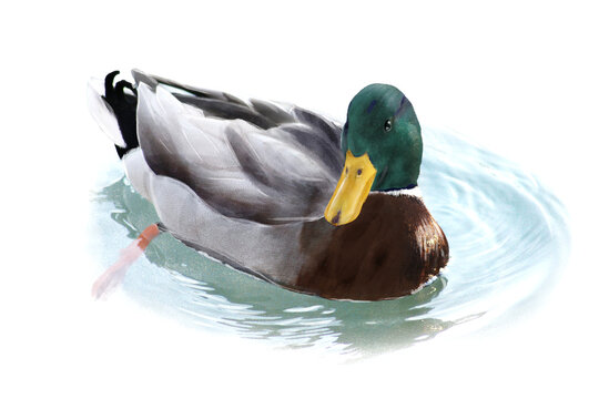 Male Mallard duck painted in watercolor style