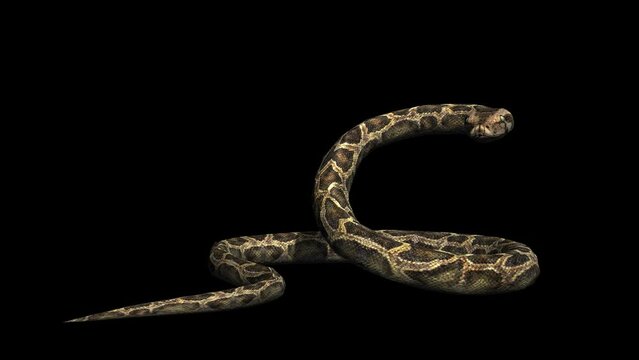 A snake python standing idle on black background with alpha channel included at the end of the video, 3D animation, front view, animated animals, seamless loop animation
