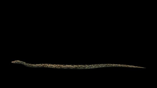 A snake python crawling on black background with alpha channel included at the end of the video, 3D animation, side view, animated animals, seamless loop animation