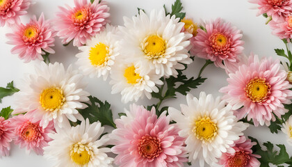 Pink and white chrysanthemum flowers with leaves isolated on white background.