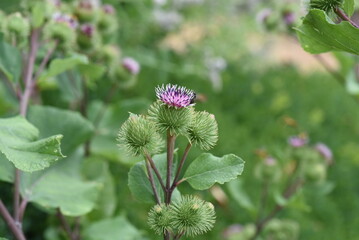 Big burdock, Arctium, lappa