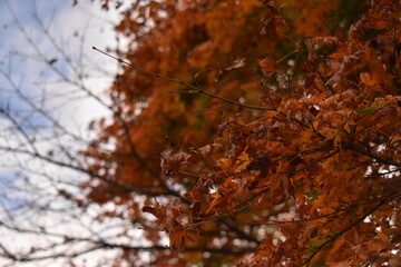 冬の高尾山　山頂の紅葉
