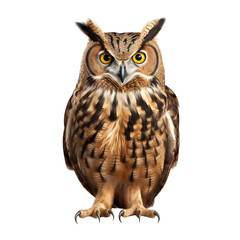 Fototapeta premium owl isolated