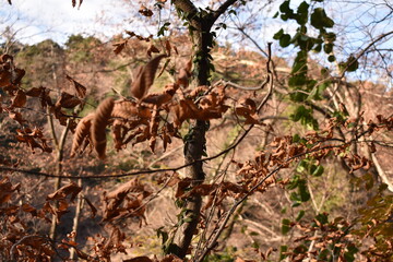 冬の高尾山　4号路下りの紅葉