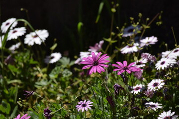 Osteospermum violetas y blancos