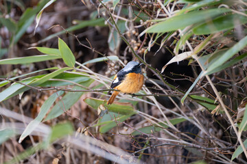 Dorian Redstart is sitting on a branch of a thorny tree, looking off to the side.