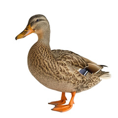 Obraz premium Duck with brown feathers standing