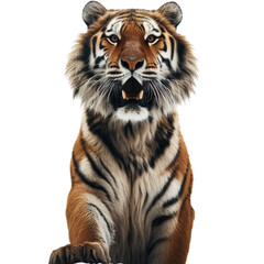 Obraz premium Brave Tiger
