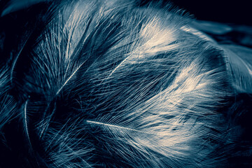 white and blue feathers. background
