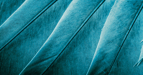 blue feather pigeon macro photo. texture or background