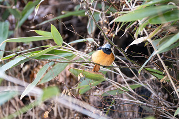 Daurian redstart sitting on a vine and looking straight ahead