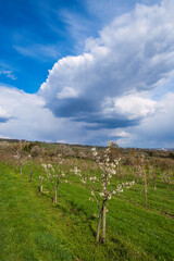 Fototapeta na wymiar Young blooming cherry tree in Frauenstein/Germany in the Rheingau