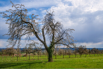 Fototapeta premium An old gnarled flowering cherry tree in Frauenstein/Germany in the Rheingau