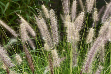 Pennisetum, Afrikanisches