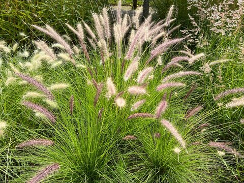 Pennisetum, white, cenchrus longisetus