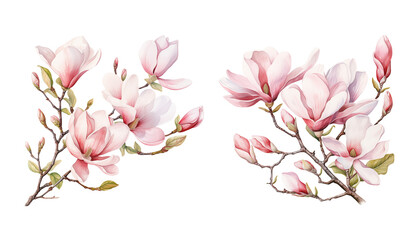 Fototapeta na wymiar Watercolor spring blooming magnolia tree branches clipart, isolated illustration on white background