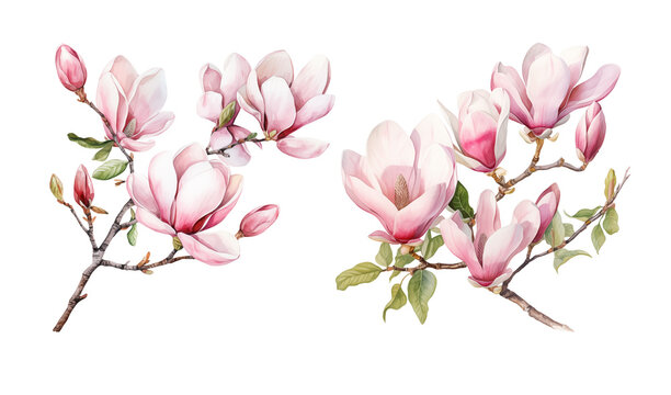 Watercolor spring blooming magnolia tree branches clipart, isolated illustration on white background