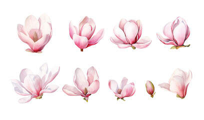 Watercolor magnolia flowers clipart, isolated illustration on white background