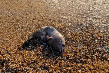 A young porpoise dolphin (Phocaena phocaena) died during a storm (or for other reasons) and was washed ashore by the waves. Azov Sea. Arabatskaya strelka, Crimea