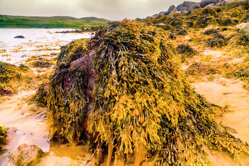 Scandinavian skerries after low tide. Muddy sandbank. Toothed wrack (Fucus serratus) and dulse...