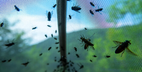 A large number of horseflies on the window mosquito net in the summer.