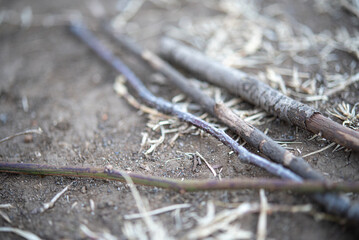 This is also the natural appearance of branches.