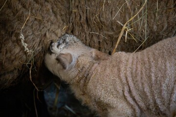 Young lamb feeding off mum. © RhianMai