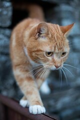 Ginger male tabby cat outside on a farm. 