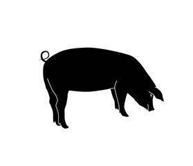 Vector silhouette of pig. Isolated white background. For coloring or packaging design. In linear style.