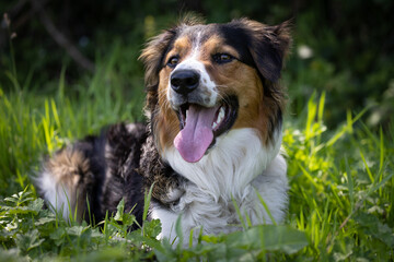 Tri colour border collie dog. Happy dog with his tongue out looking forward. Dog laying down in a grassy field. Brown, black and white dog.